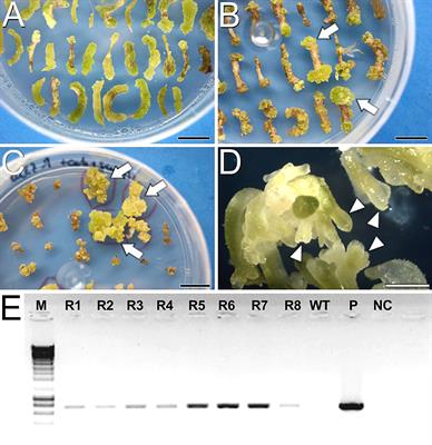 Calcium dynamics and modulation in carrot somatic embryogenesis